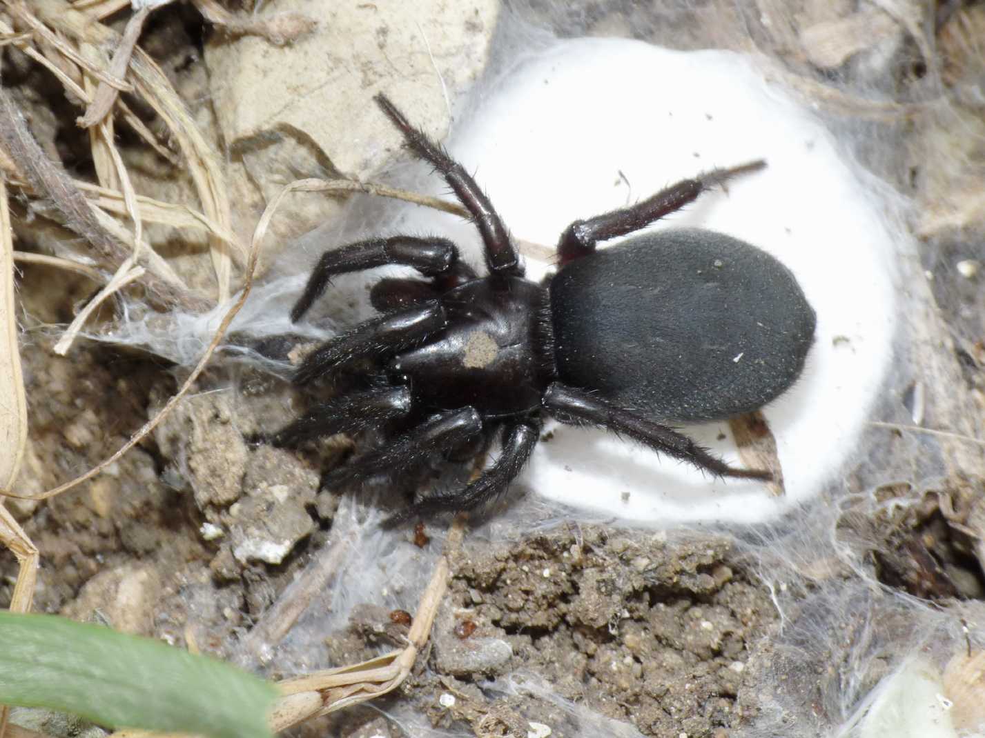Gnaphosa lucifuga (Gnaphosidae) con ovisacco